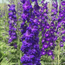 Delphinium Pagan Purples F1
