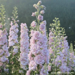 Delphinium Pink Blush F1