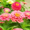 Zinnia Candy Floss Mix -Kingsseeds Store F1447 1 7a0f375d 51a7 4b6a 9ef9 e636b8446ed2