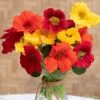 Nasturtium Tequila Sunrise -Kingsseeds Store F1448 1 f11768a4 3398 4663 a469 52d65486d551