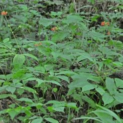 Ginseng 10 Ginseng -Kingsseeds Store Ginseng 2