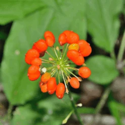 Ginseng 11 Ginseng -Kingsseeds Store Ginseng 4