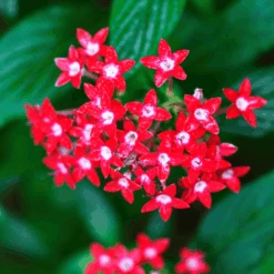 Ginseng 9 Ginseng -Kingsseeds Store Ginseng 5