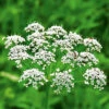 Anise 2 Anise -Kingsseeds Store H3004 1 f217031a 25f3 4cad 97af 214924b2e4ae