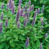 Anise Hyssop 1 Anise Hyssop -Kingsseeds Store H3005 1 48445fa0 90b9 4d74 a676 f25dcdf0ac20