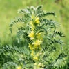 Astragalus Milk Vetch