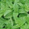 Basil Cinnamon 2 Basil Cinnamon -Kingsseeds Store H3009 1 1b178bba 2a89 43d2 9695 b786592f7447