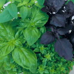 Basil Gourmet Blend