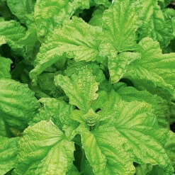 Basil Lettuce Leaf