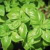 Basil Primo Genovese -Kingsseeds Store H3016 1 33e74fb6 0ad7 437c a303 01b406075d50