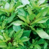 Basil Thai Siam Queen 1 Basil Thai Siam Queen -Kingsseeds Store H3020 1 ea652842 5fe3 40aa 8cb3 c058469cd1f3