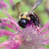 Bergamot Bee Balm