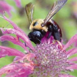 Bergamot Bee Balm