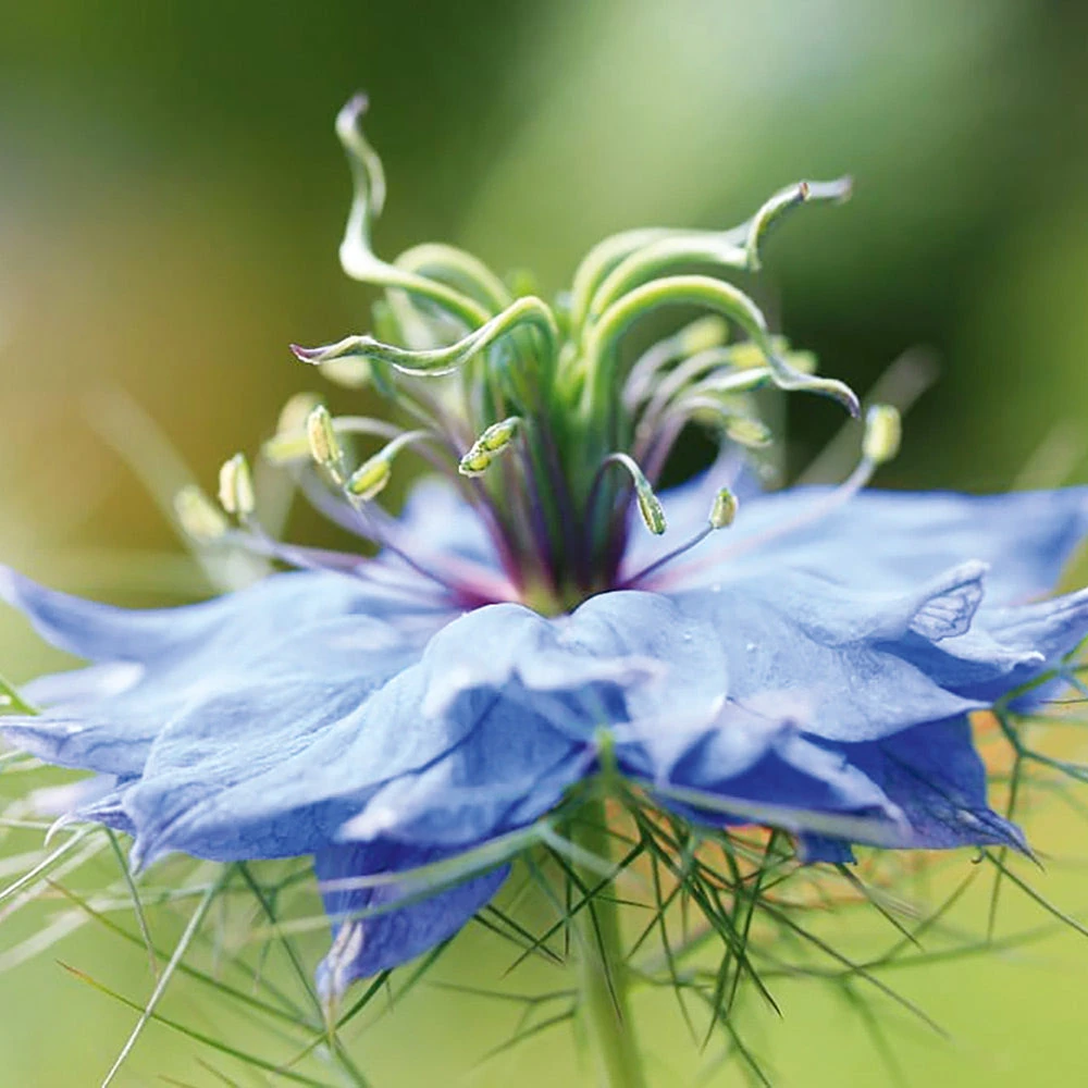 Black Cumin 3 Black Cumin