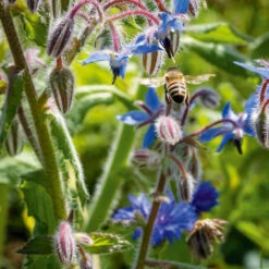 Borage
