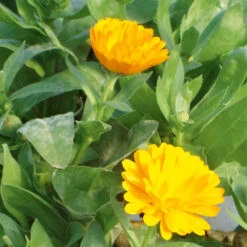 Calendula Nova