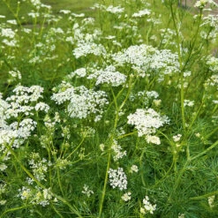 Caraway
