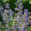 Catmint -Kingsseeds Store H3028 1 7bfb756c 3d63 4e72 9562 3c5e44f77080