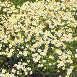 Chamomile German