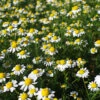 Chamomile Roman -Kingsseeds Store H3031 1 98fb761a bce9 463f 9fe6 dd96de4df281