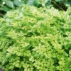 Chervil