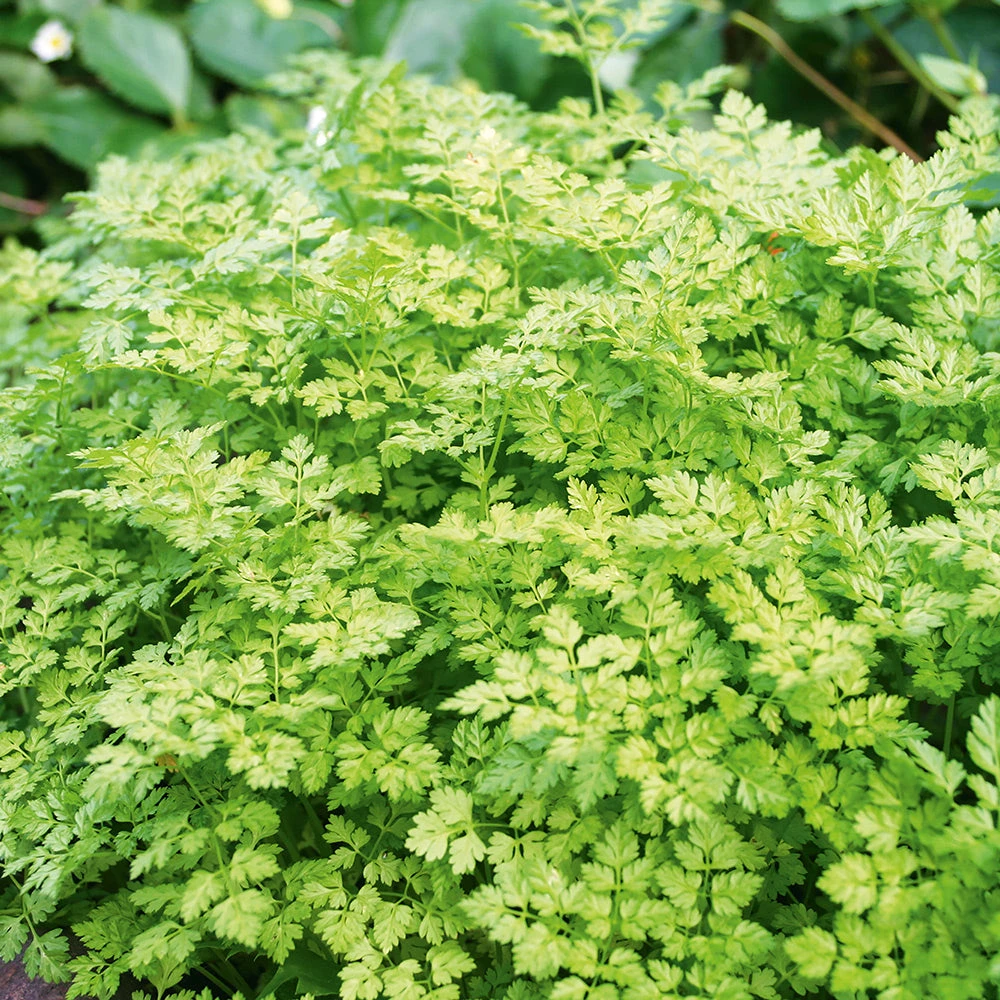 Chervil 2 Chervil