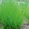 Chives Broad Leaf