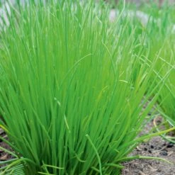 Chives Broad Leaf