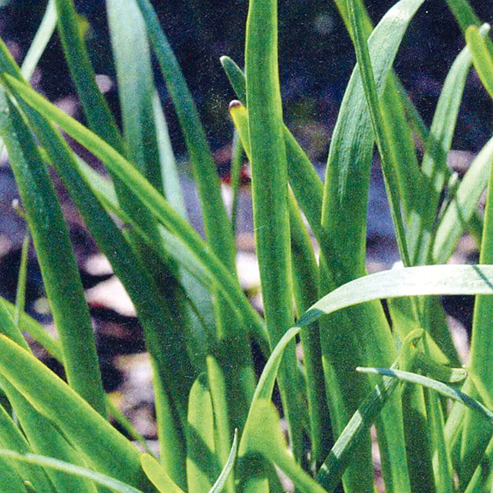 Chives Garlic New Belt 3 Chives Garlic New Belt