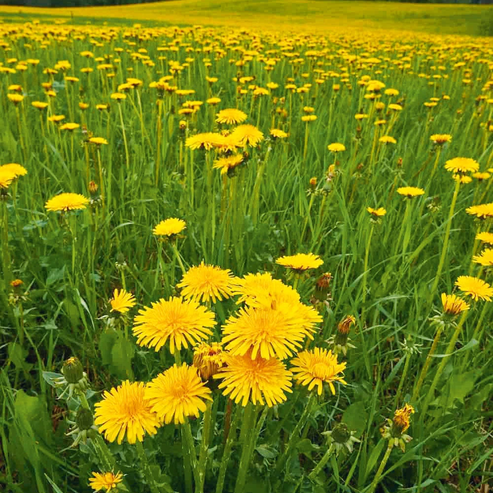 Dandelion 3 Dandelion