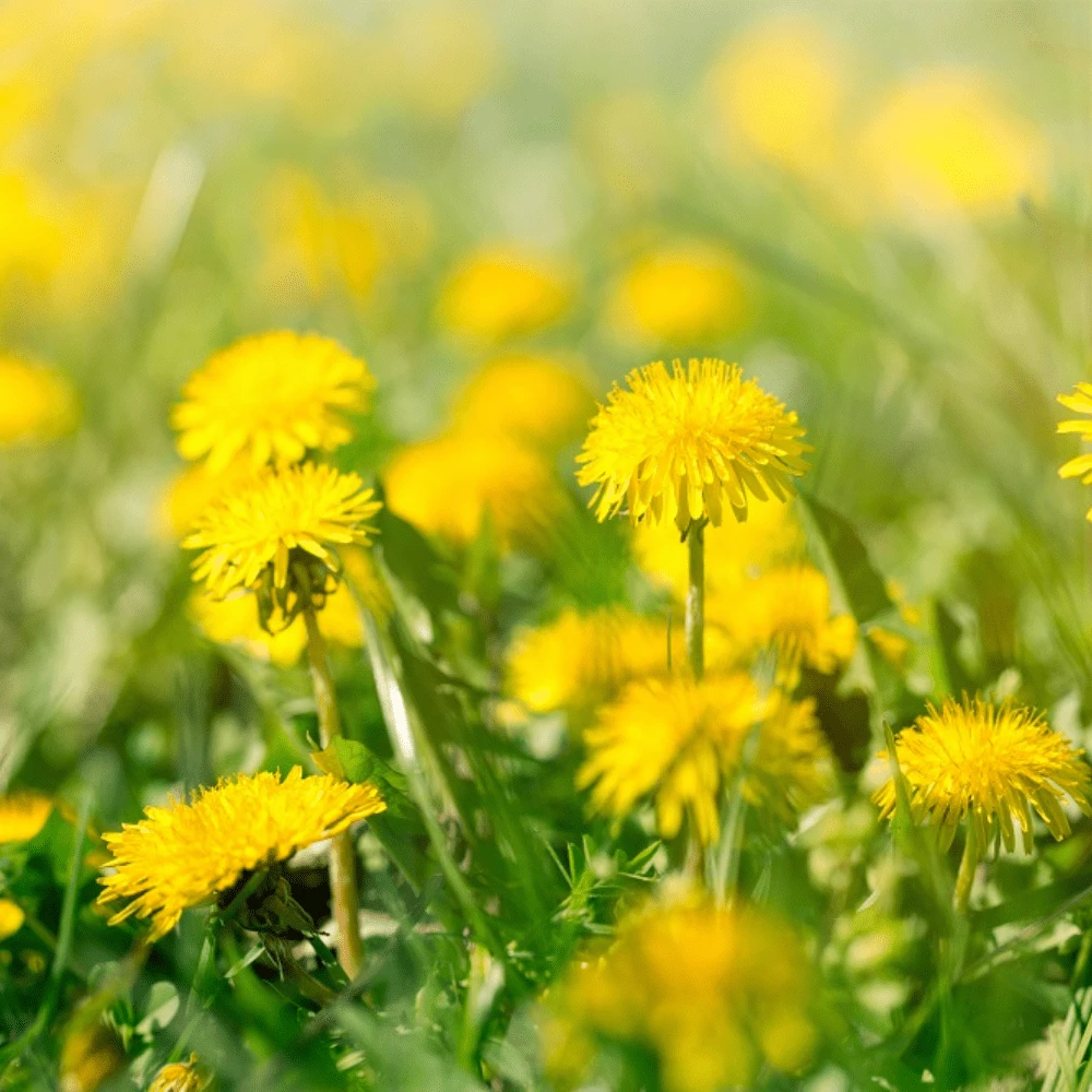 Dandelion 4 Dandelion - Image 2