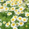 Feverfew -Kingsseeds Store H3046 1 b41c1078 4817 4f6c 8b18 6abf89938678