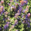 Hyssop -Kingsseeds Store H3047 1 e15e08ee b6b2 4db4 825a ecc5e1d9922e
