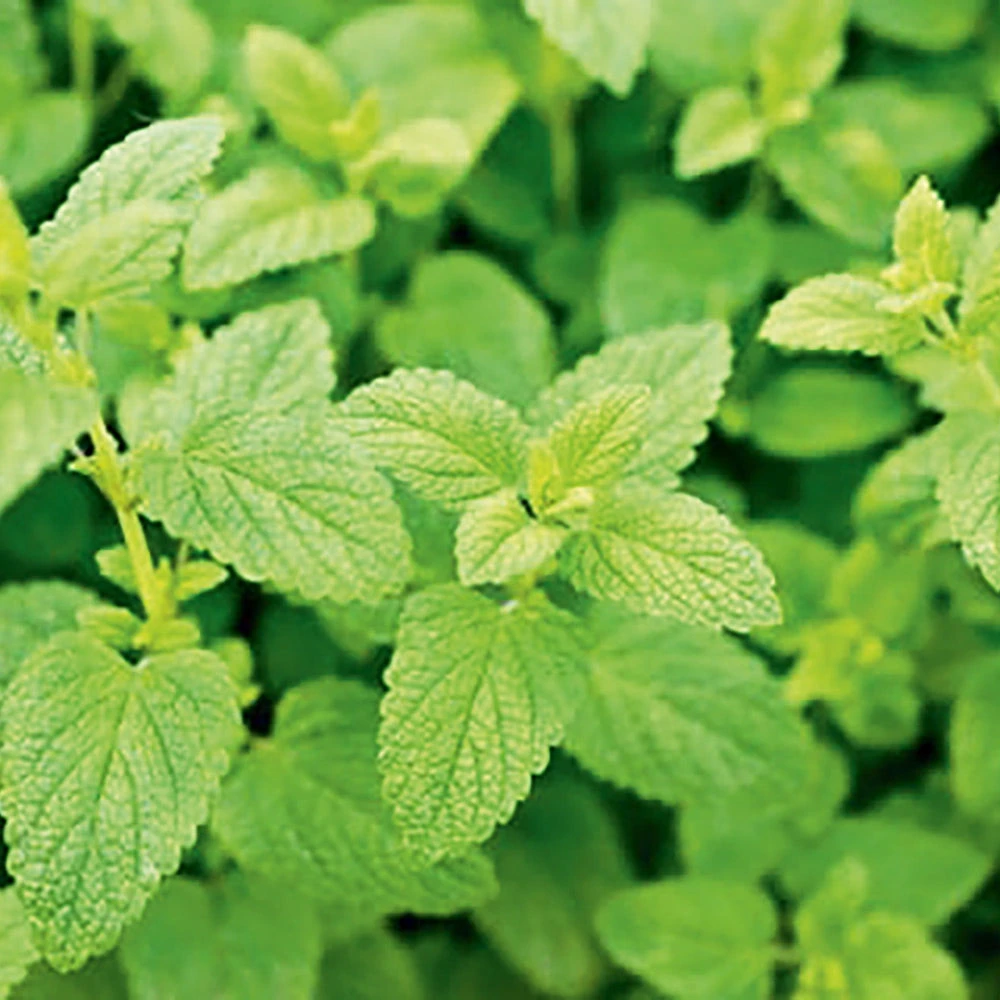 Lemon Balm 3 Lemon Balm