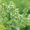 Marjoram Sweet -Kingsseeds Store H3053 1 74197a71 fb33 4aa5 b427 2c853f85cba8