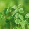 Oregano -Kingsseeds Store H3060 1 ad86d45a 34b6 4ee8 97d6 49a4f84aaabf