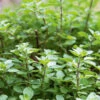 Oregano True Greek -Kingsseeds Store H3061 1 9a603cd1 f52d 44d2 bfab d0669ae88aae