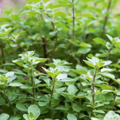 Oregano True Greek