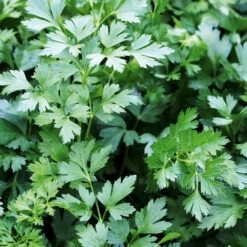Parsley Gigante Italian
