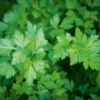Parsley Laura -Kingsseeds Store H3063 1 6e01a5f5 e06b 443c 8ec0 47c14971fec7