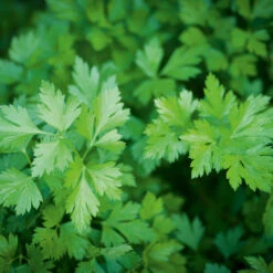 Parsley Laura