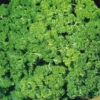 Parsley Triple Curl -Kingsseeds Store H3064 1 fa47dce2 74ad 47c6 9940 71c8c47381a9