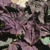 Plantain Purple -Kingsseeds Store H3067 1 51c2db88 16fb 41d4 b57a e95309a8bb64