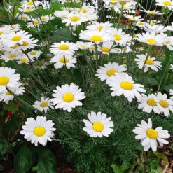 Pyrethrum