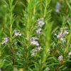 Rosemary Rosy -Kingsseeds Store H3069 1 a2b9083d 4416 4907 8ac2 9f6336ff894a