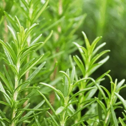 Rosemary Rosy 5 Rosemary Rosy -Kingsseeds Store H3069 2