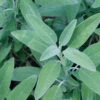 Sage Common 2 Sage Common -Kingsseeds Store H3072 1 65243bd8 bf1c 40c2 ab19 5b4097f4b720