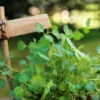 Salad Burnet -Kingsseeds Store H3074 e5cb4bea 0b53 4e7d 9496 08ef1cb0f550