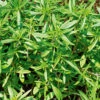 Summer Savory -Kingsseeds Store H3075 0cc47b0a 8462 4bc5 beae 5a45b00c0e81