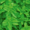 Spearmint -Kingsseeds Store H3079 1 cf0d6c7a 36bd 4e5b 8564 7bfbe5ded29a